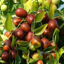 10 sementes Zizyphus Jujuba data vermelha pequena árvore decídua fruta saudável muito doce comprar usado  Enviando para Brazil