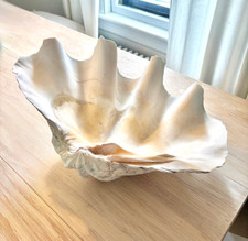 Rare natural giant for sale  Bridgeport