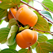 Japanese persimmon seeds for sale  Saint Augustine