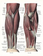 Stampa antica ANATOMIA MUSCOLI DEL BRACCIO medicina Sobotta 1932 Antique print comprar usado  Enviando para Brazil