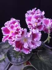African violet plant for sale  Cedar Park
