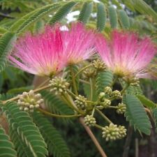 Albizzia julibrissin for sale  NORWICH