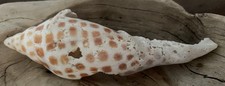 Junonia scaphella sea for sale  Naples