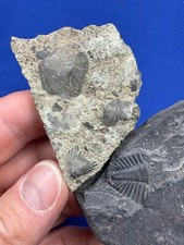 Devon brachiopoden trilobit gebraucht kaufen  Saarbrücken