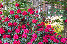 1st rhododendron nova gebraucht kaufen  Saterland