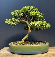 Bonsai tree kingsville for sale  Richmond