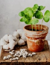 White cotton seeds for sale  Kingwood
