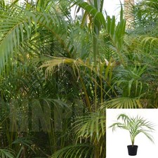Areca palms plant for sale  Modesto