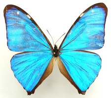 Morpho aega male gebraucht kaufen  München