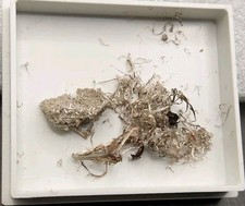 gediegenes silber gebraucht kaufen gediegenes silber gebraucht kaufen Zwönitz