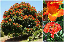 Semi spathodea campanulata usato  Nizza di Sicilia