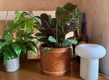 rattan plant pots for sale rattan plant pots for sale LONDON