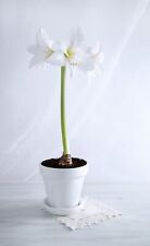 Amaryllis belladonna alba for sale  CRAWLEY