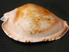 Conchiglia shell cypraea usato  Piombino