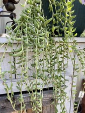 Cuttings organic string for sale  Santa Maria