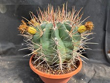 Ferocactus rectispinus vivaio usato  Massafra