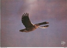 Animaux oiseaux oies d'occasion  Fruges