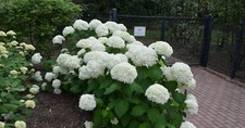 Hydrangea arborescens grandifl for sale  Jasper