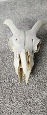 Sheep skull horns for sale  PLYMOUTH