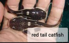 Red tail catfish for sale  Cypress