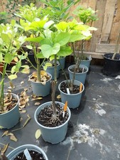 Catalpa bignonioides for sale  SUDBURY