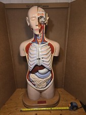 Denoyer geppert human for sale  Cary