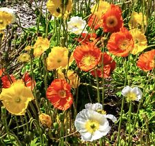 2200x papaver iceland for sale  DEWSBURY
