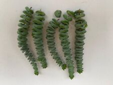 8cm crassula rupestris for sale  WELLING