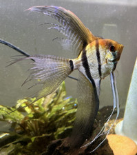 Angelfish altum gold for sale  Boise