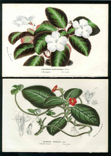 1847 van houtte for sale  Saint Augustine