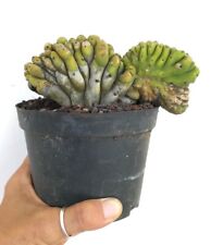 Cereus sp. full usato  Napoli