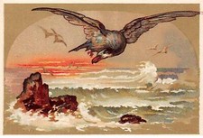 Chromos cor14219 oiseaux d'occasion  France