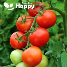 Tomato seeds moneymaker for sale  DONCASTER