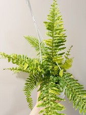 Tiger fern plant for sale  Middletown