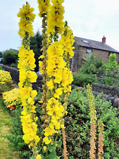 Mullein. healing herb for sale  BELPER