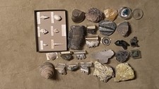 Versteinerungen mineralien kon gebraucht kaufen  Sulzbach-Rosenberg