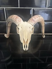 Real rams head for sale  LEICESTER