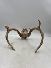 Deer antlers skull for sale  Monroe