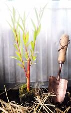 Trio mixed willow for sale  LOSSIEMOUTH
