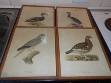 antique bird prints for sale antique bird prints for sale NEWQUAY