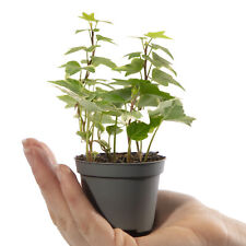 Baby english ivy for sale  UK