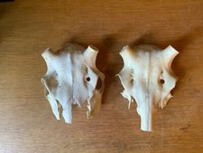 Animal bones skulls for sale  BECCLES