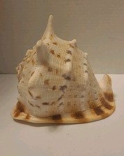 Natural horned queen for sale  Columbia Falls