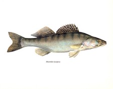 Pikeperch zander sander for sale  New Providence