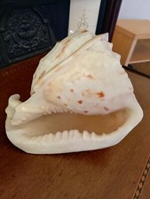 Large conch shell for sale  SHEFFIELD