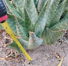 3xlive aloe vera for sale  Tucson