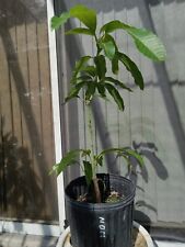 Mango nam doc for sale  Palm Bay