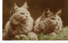 Vintage real photographic for sale  LOANHEAD