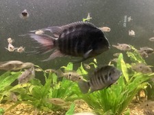 Black convict cichlid for sale  Rhodes
