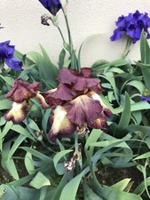 Bulbes iris d'occasion  Évry